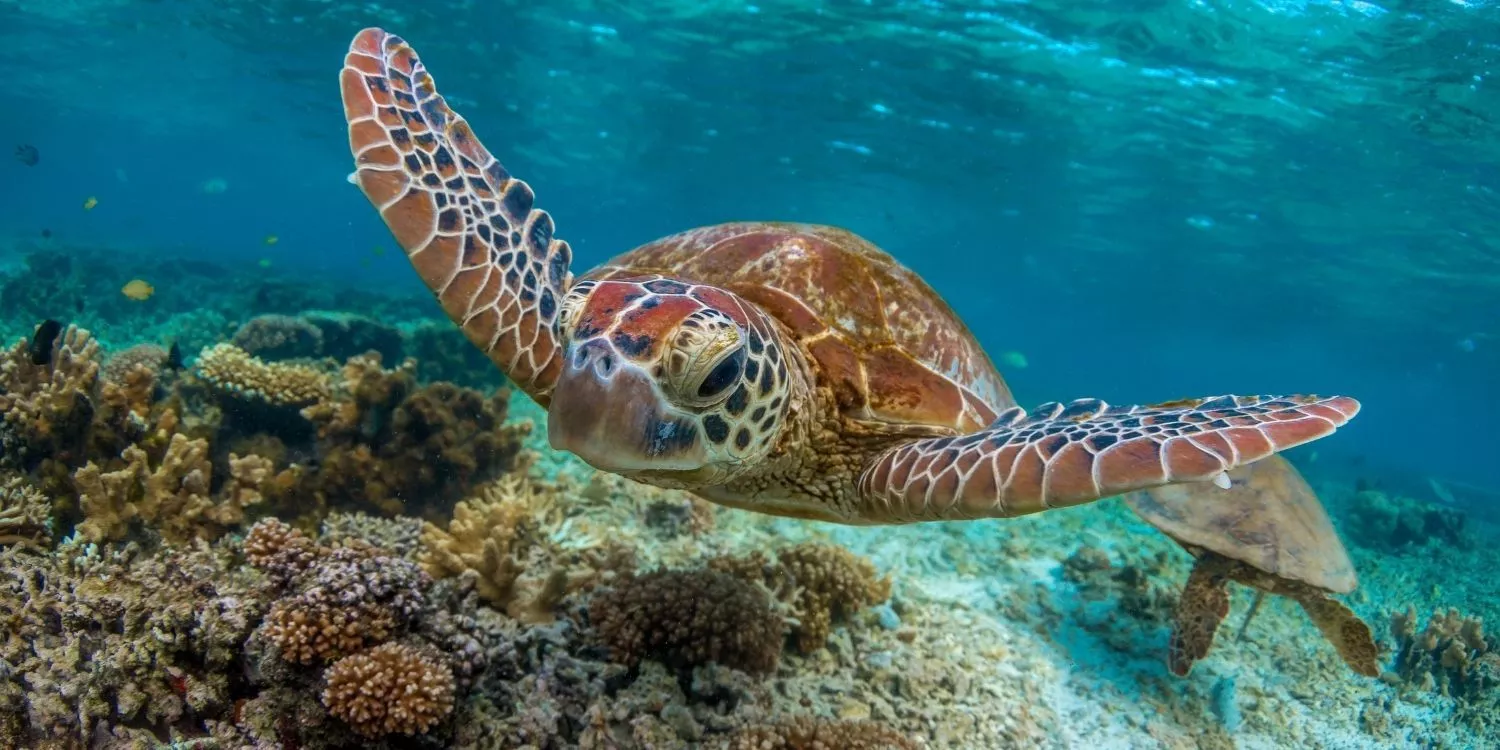 9 интересных фактов о морских черепахах 