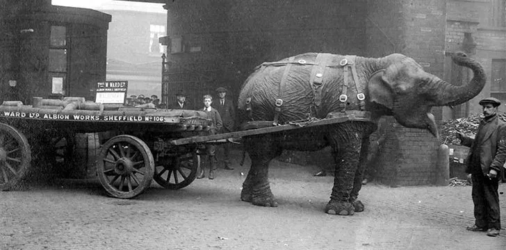 Слонёнок Лиззи, промышленный талисман Шеффилда во время Первой мировой войны 
