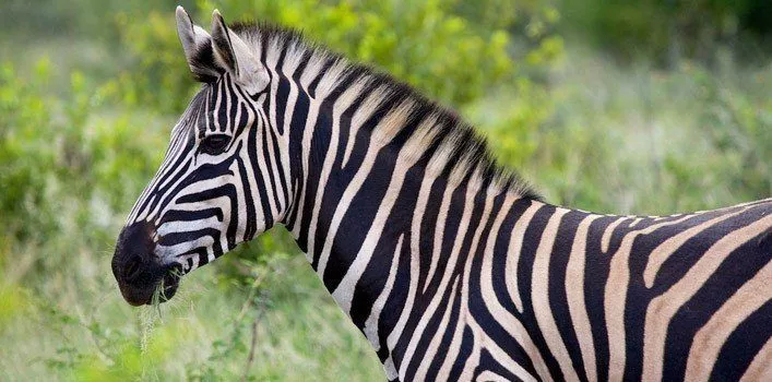 39 удивительных фактов о зебрах 