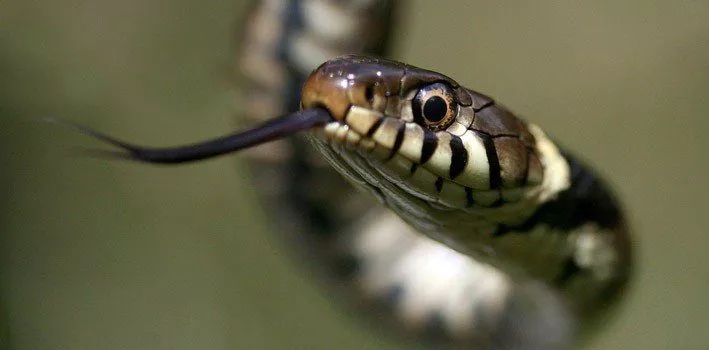 30 фактов о змеях, которые поразят вас 