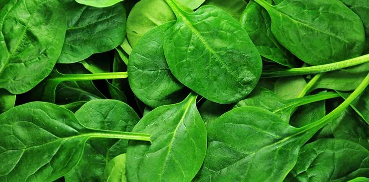 30 интересных фактов о шпинате 