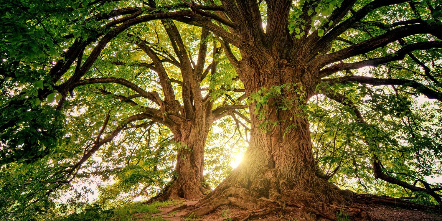 30 потрясающих фактов о деревьях 