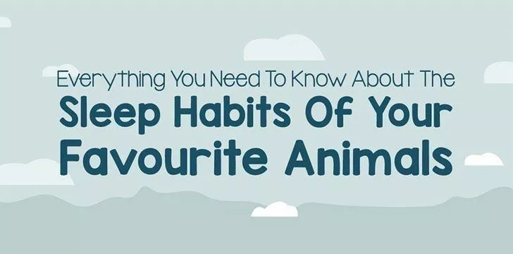 Как спят ваши любимые животные [Инфографика] 