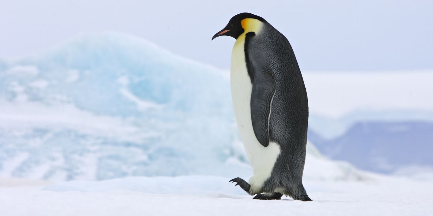 День осведомленности о пингвинах 20 января 