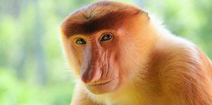 Интересные факты об обезьянах-хоботках 
