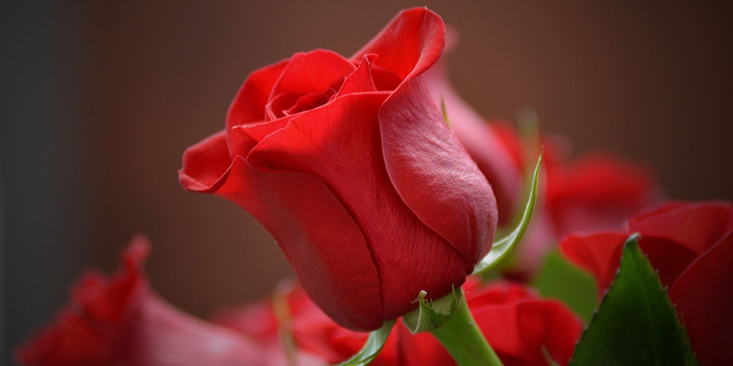 12 романтических фактов о красных розах 