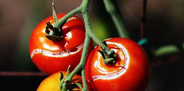Причудливые испытания салемских помидоров 