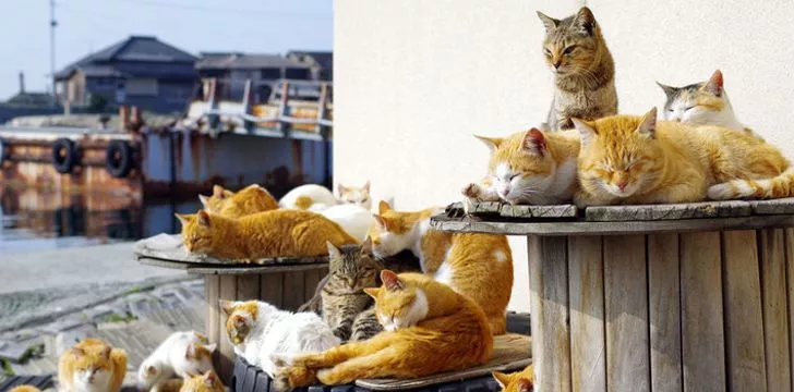 Почему в Японии есть кошачьи острова?  