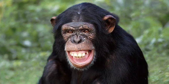 Пять фактов о шимпанзе 