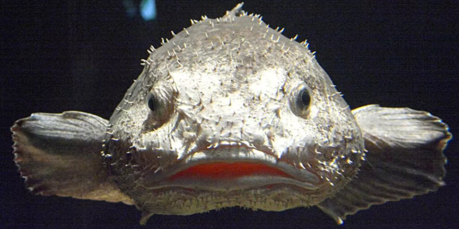 9 странных фактов о рыбе-капле, которые вам следует знать 