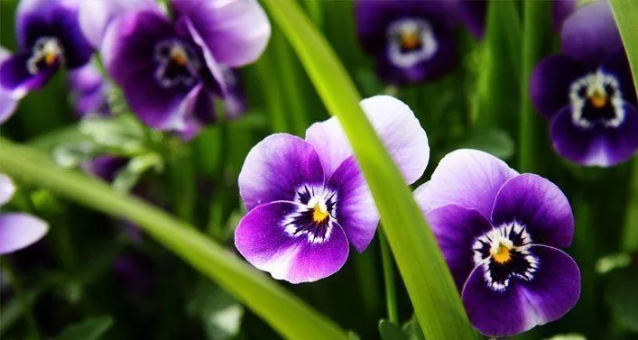 20 фактов о фиолетовом цвете 
