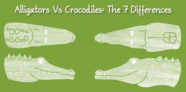 Аллигаторы против крокодилов: 7 отличий 
