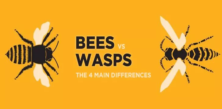 Пчелы против ос: 4 главных отличия 
