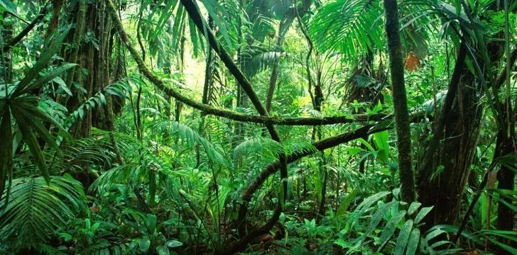 Каковы различия между лесами, лесами и джунглями?  