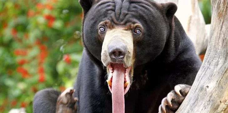 Действительно ли медведи любят мед?  