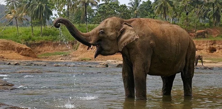 Буйство пьяного слона, в результате которого погибли три человека 