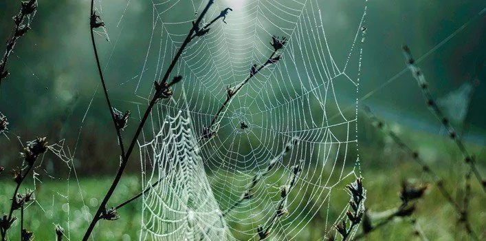 8 жутких фактов о пауках 