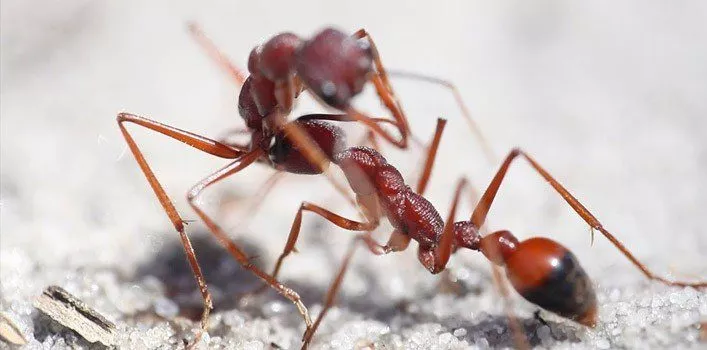 5 необычных фактов о муравьях-бульдогах 