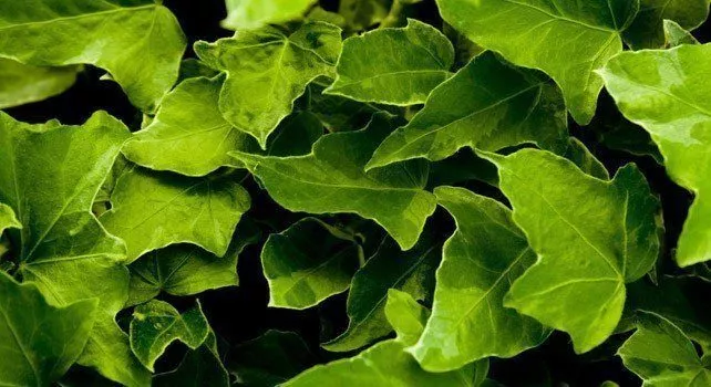 10 замечательных фактов о зеленом цвете 