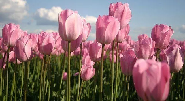 20 фактов о розовом цвете 