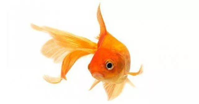 Есть ли у золотой рыбки трехсекундная память?  