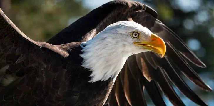 30 интересных фактов об орлах для детей 