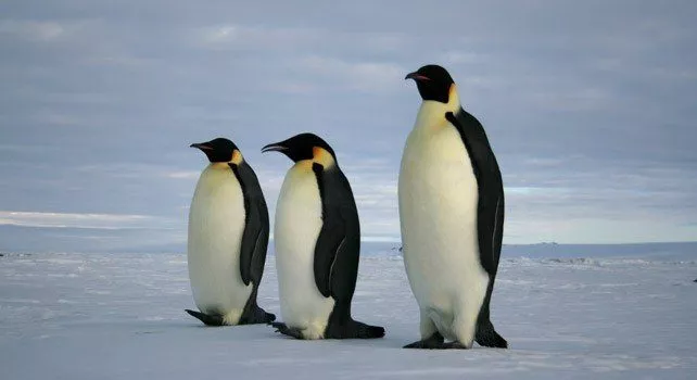 25 случайных фактов о пингвинах 