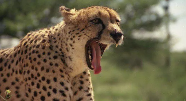 30 удивительных фактов о гепардах 
