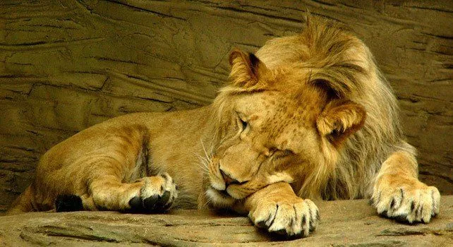 30 ярких фактов о львах 