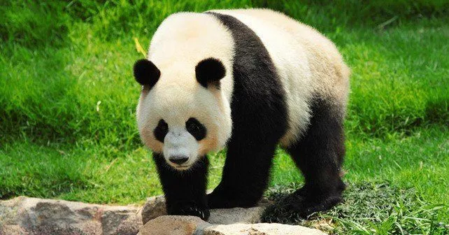 25 интересных фактов о гигантских пандах 