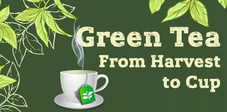 Зеленый чай: от урожая до чашки [Инфографика] 