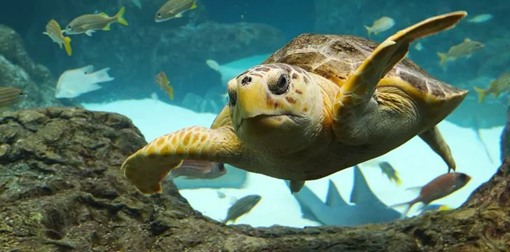 10 интересных фактов о черепахах 
