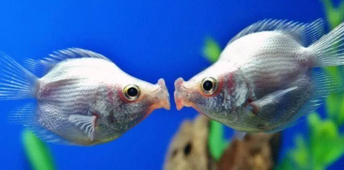 30 правдивых фактов о тропических рыбах 