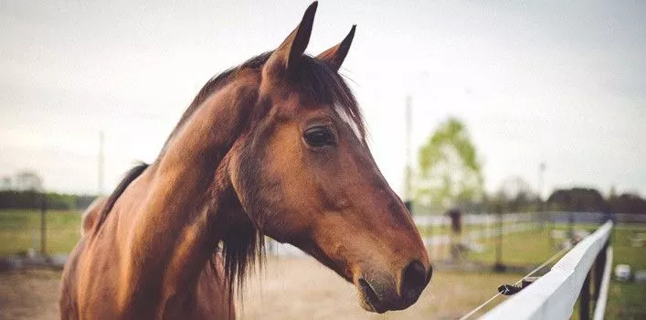 30 интересных фактов о лошадях 
