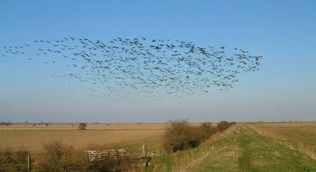 Откуда перелетные птицы знают, куда идти?  