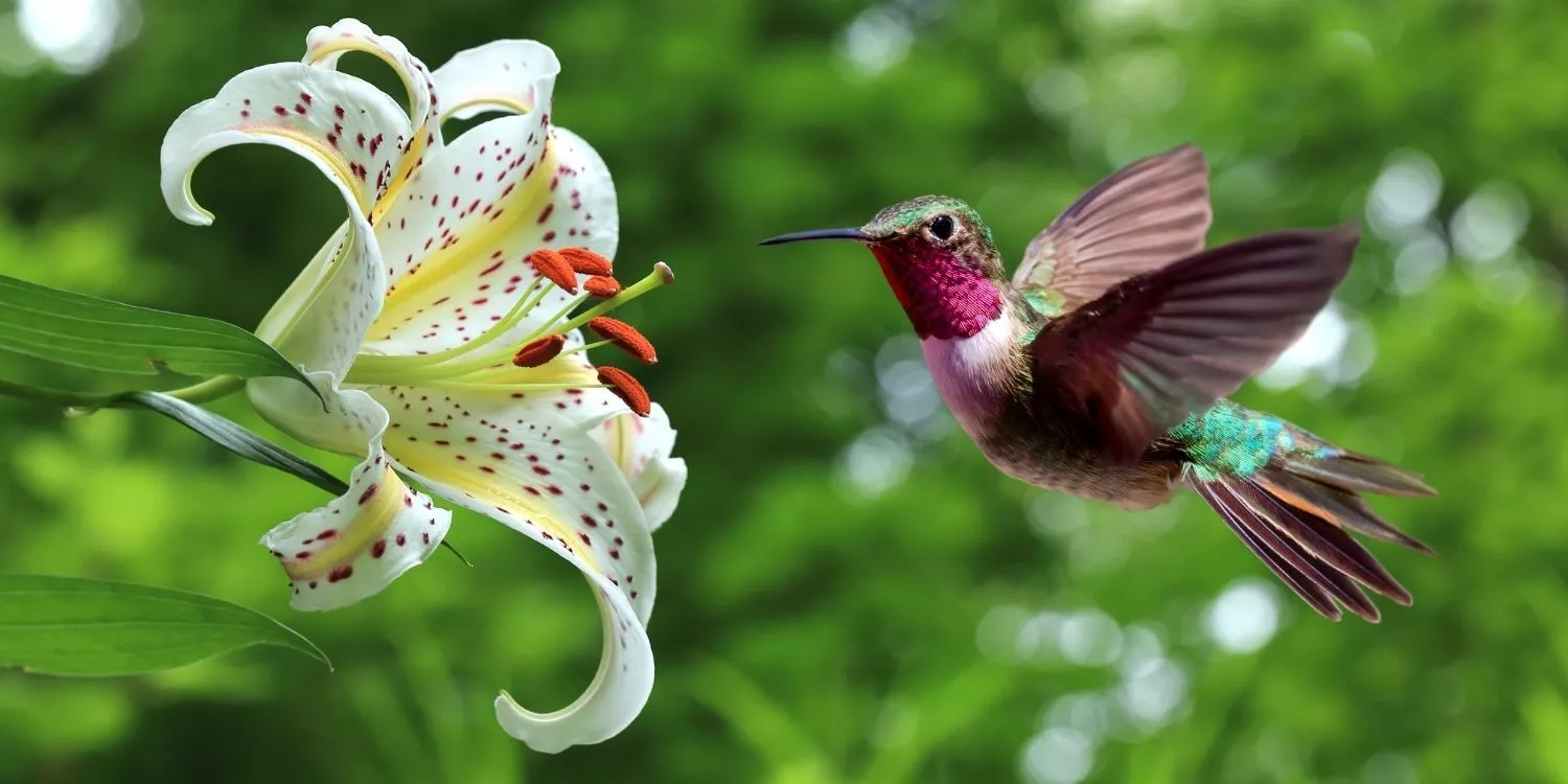 10 полезных фактов о колибри 