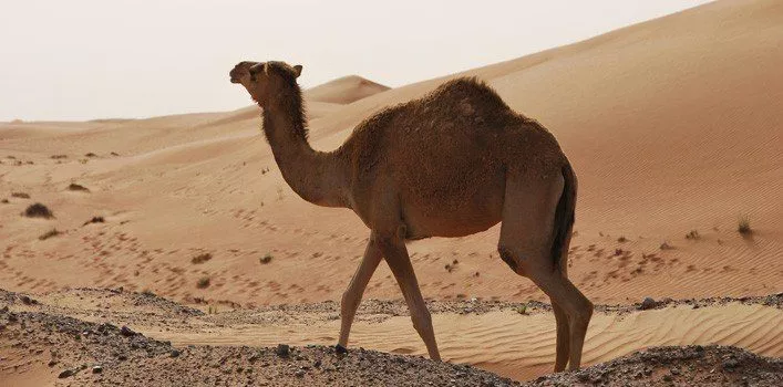 30 самых невероятных фактов о верблюдах 