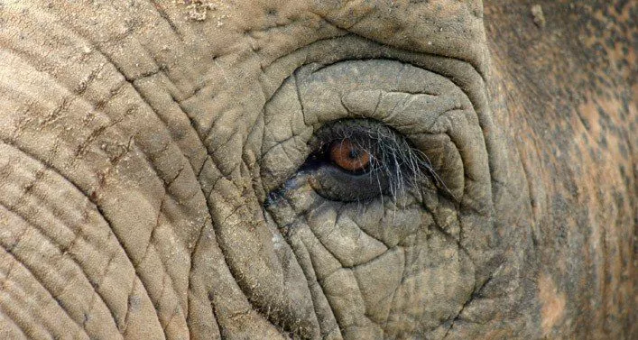 25 интересных фактов о слонах 