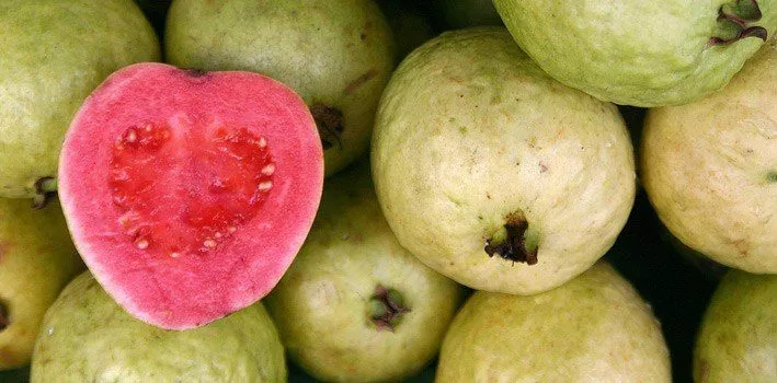 15 фруктовых фактов о гуаве 