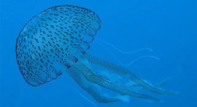 15 интересных фактов о медузах 