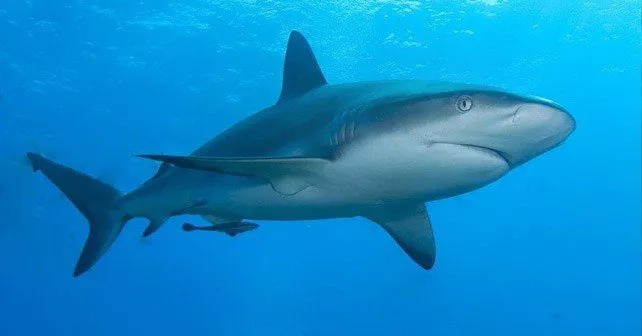 30 захватывающих фактов об акулах 