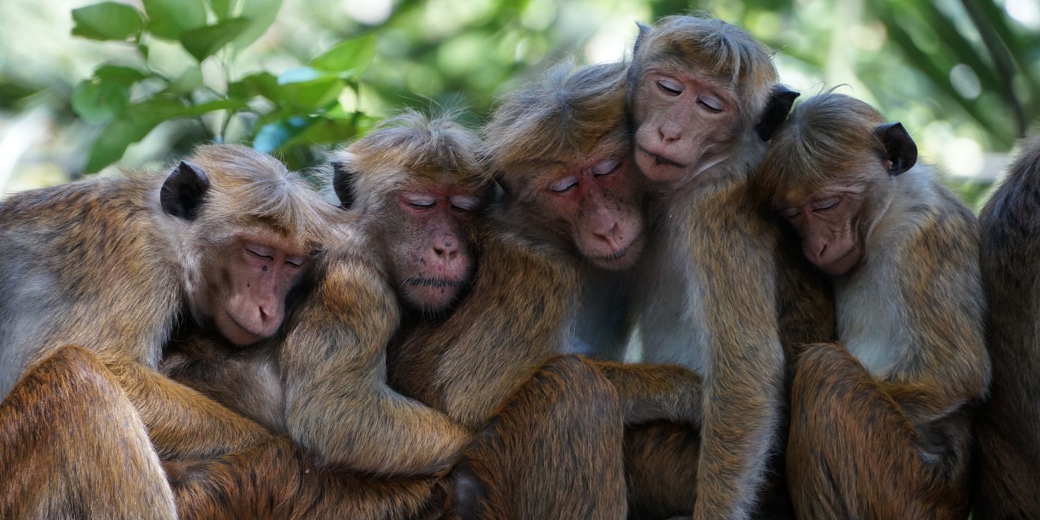 50 удивительных фактов об обезьянах, которые вас «по-обезьяньи» удивят 
