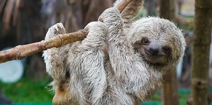 10 удивительных фактов о ленивцах > Интересные факты