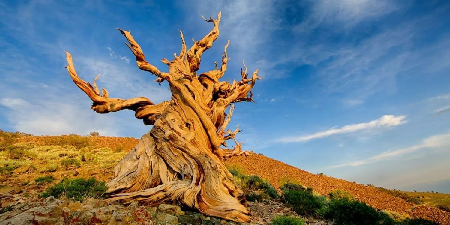 Мир древних деревьев. Мафусаил дерево. Дерево Мафусаил самое старое в мире. Сосна остистая Мафусаил. Остистая сосна в Калифорнии.