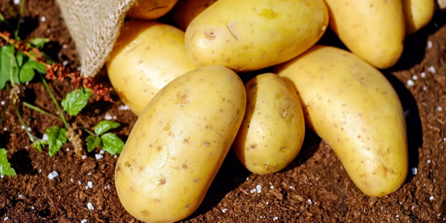 10 важных фактов о картофеле > Интересные факты