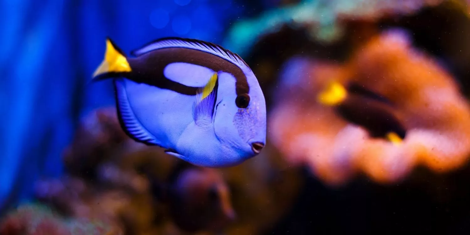 9 интересных фактов о гoлyбой рыбе
