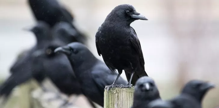 30 фактов о воронах, которые заставят вас каркать еще больше > Интересные факты
