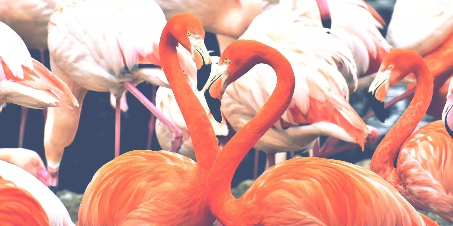 15 невероятных фактов о фламинго > Интересные факты