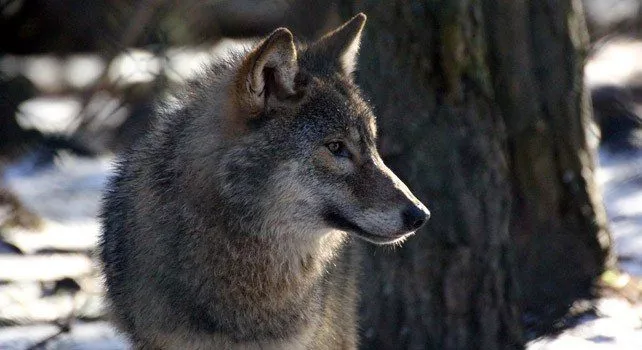 30 интересных фактов о волках > Интересные факты