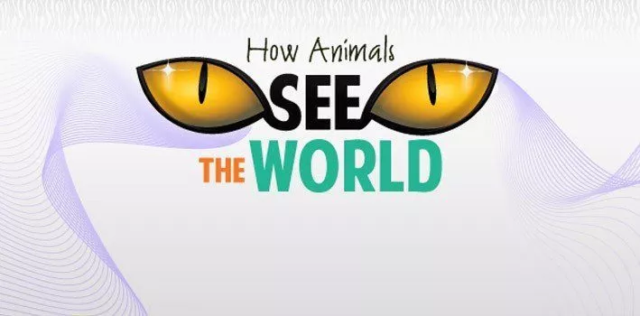 Как животные видят мир Инфографика > Интересные факты